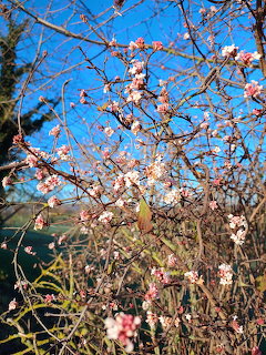 Cherry blossom tree with pink and white flowers on bare branches against a blue sky