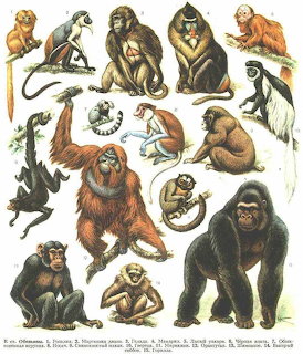 Illustration of various primates including monkeys, apes, orangutan, chimpanzee, and gorilla on white