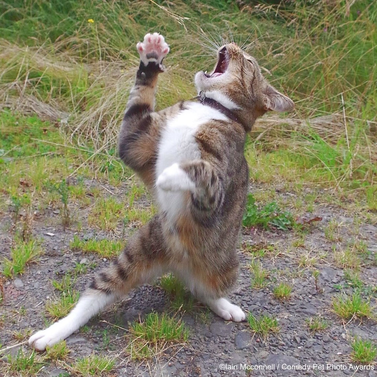 Overdramatic Standing Cat