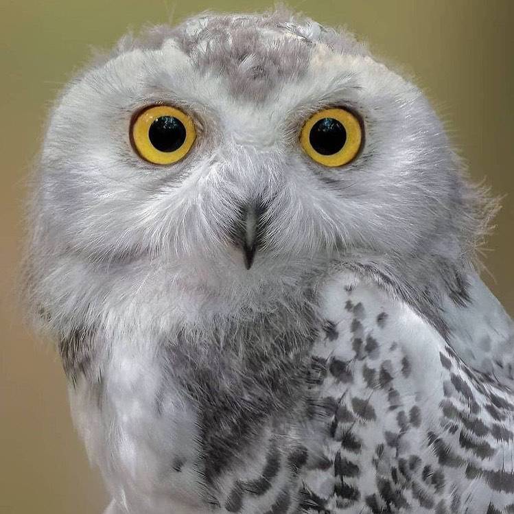 Close-up of a snowy owl with bright yellow eyes and white feathers with gray spots