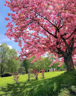Pink cherry blossom tree in bloom on green lawn under blue sky