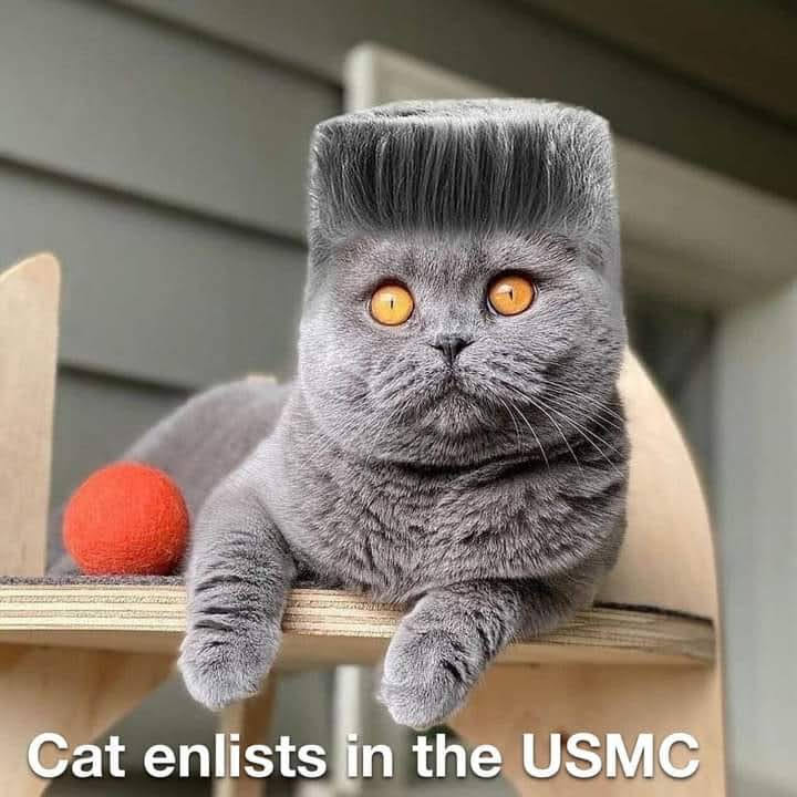 Gray cat with orange eyes wearing a tall gray fur military hat, one paw extended forward