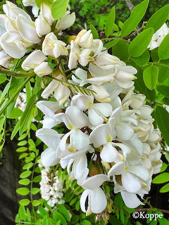 Hanging clusters of white false acacia flowers with green pinnate leaves
