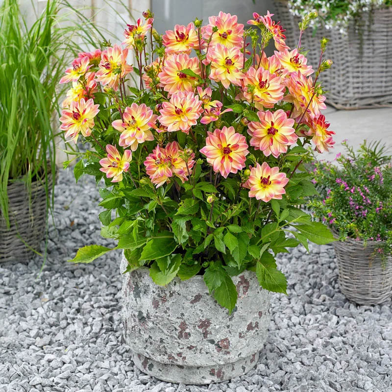 Potted dahlia with peach and yellow blooms on white gravel in a garden