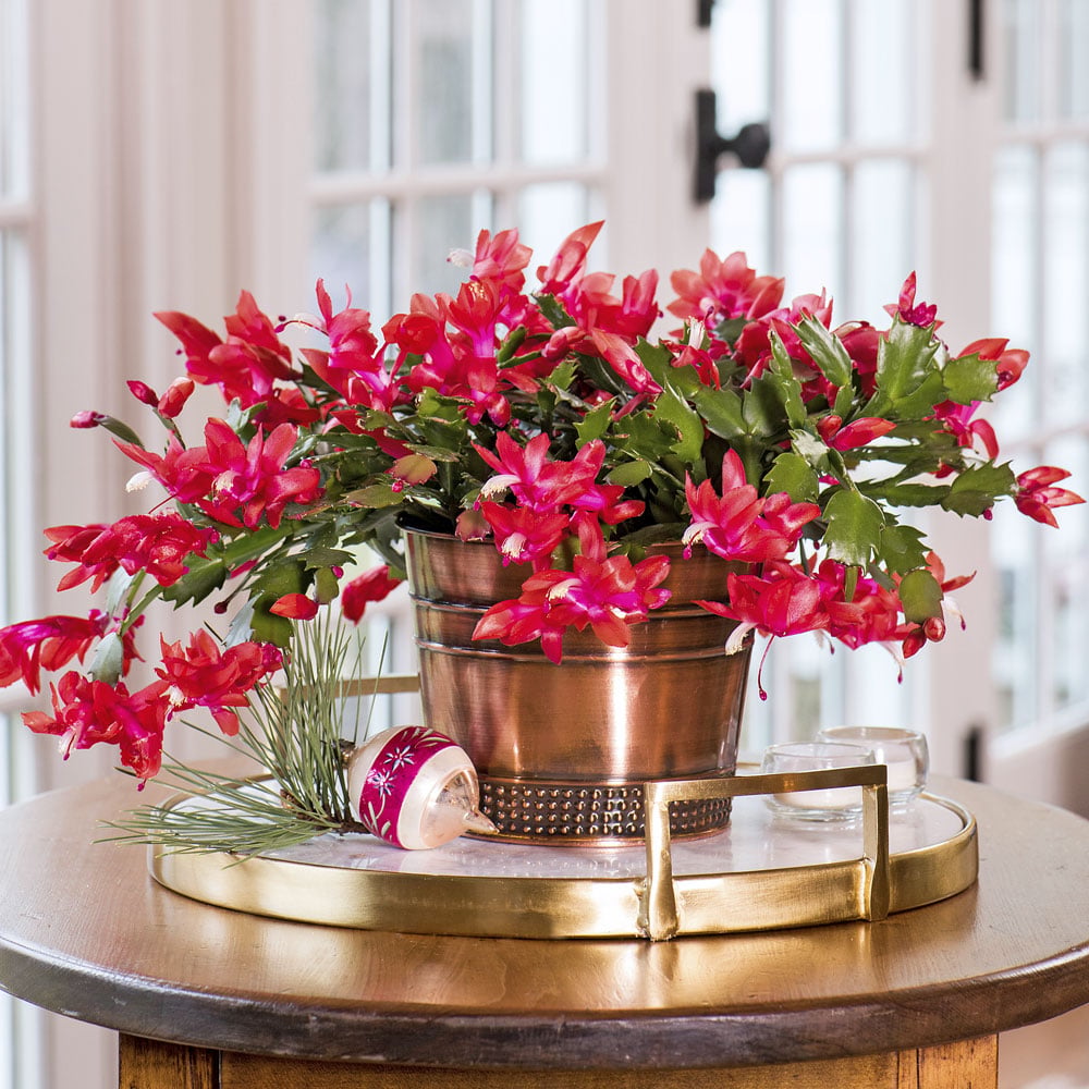Pink flowering Christmas cactus in copper pot on decorative gold tray with candles