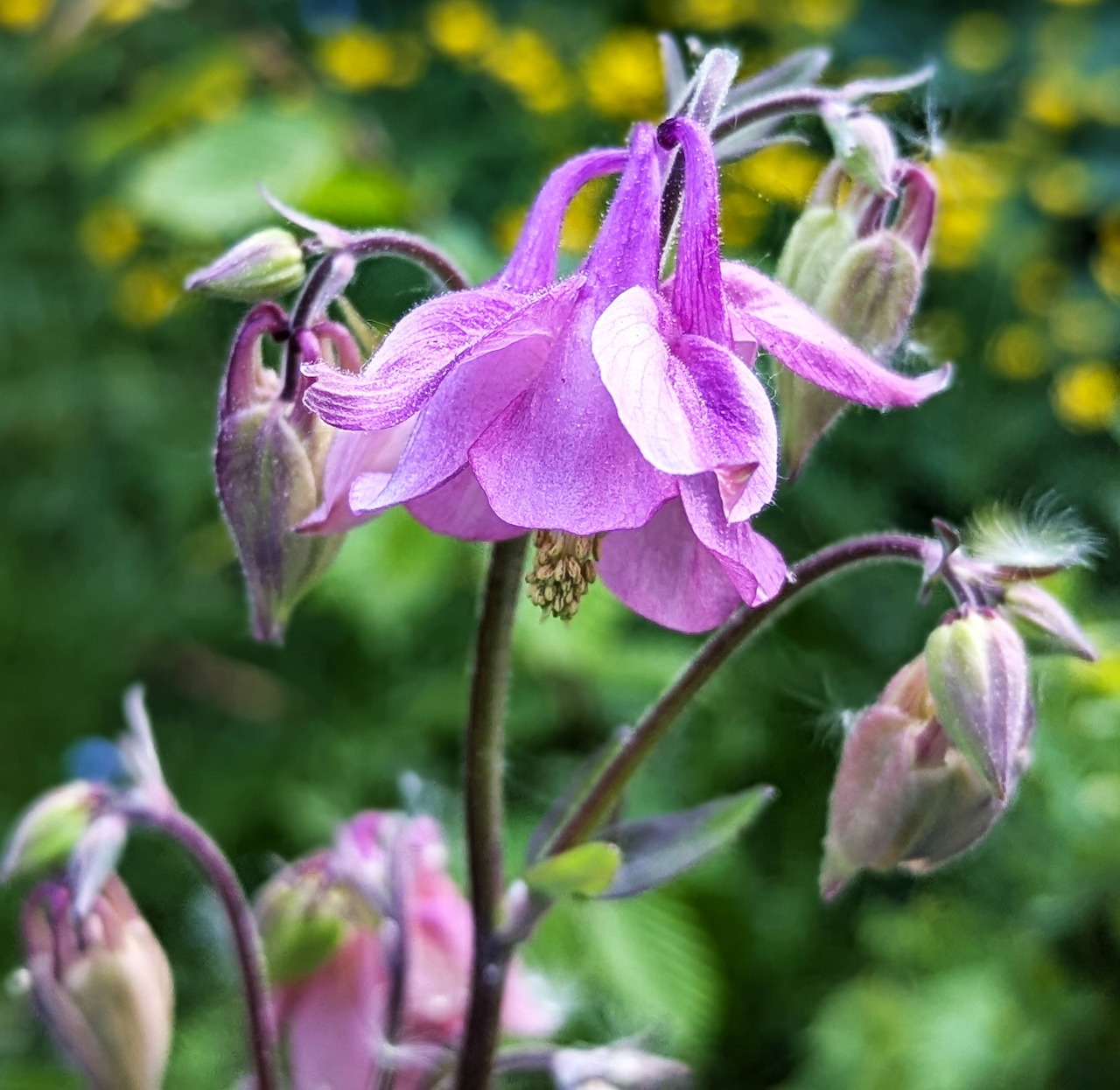 Pink columbine flowers with delicate petals and spurs in a spring garden