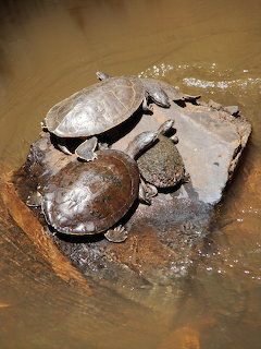 Group of turtles basking on a rock in shallow mudy water
