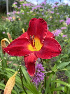 Red Day Lily