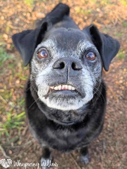 Close-up of a senior black dog with a gray muzzle looking up outdoors
