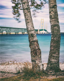 Mackinac Bridge viewed through birch trees on a rocky beach in St. Ignace, Michigan