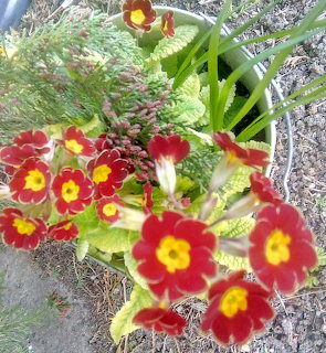 Red primrose flowers with bright yellow centers blooming among green leaves and decorative stones in a garden