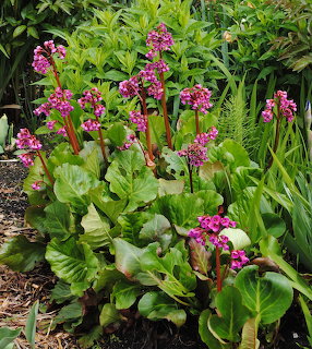 Pink bergenia flowers with broad green leaves in a garden bed