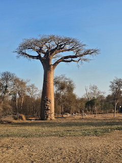 Large baobab tree with thick trunk and bare branches in a dry African landscape