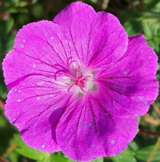 Close-up of a bright purple flower with fine veins and a pale center