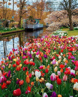 Keukenhof Gardens Tulips Holland