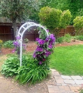 Purple Clematis Garden Arbor