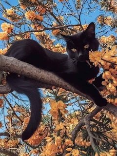 Black Cat in Tree