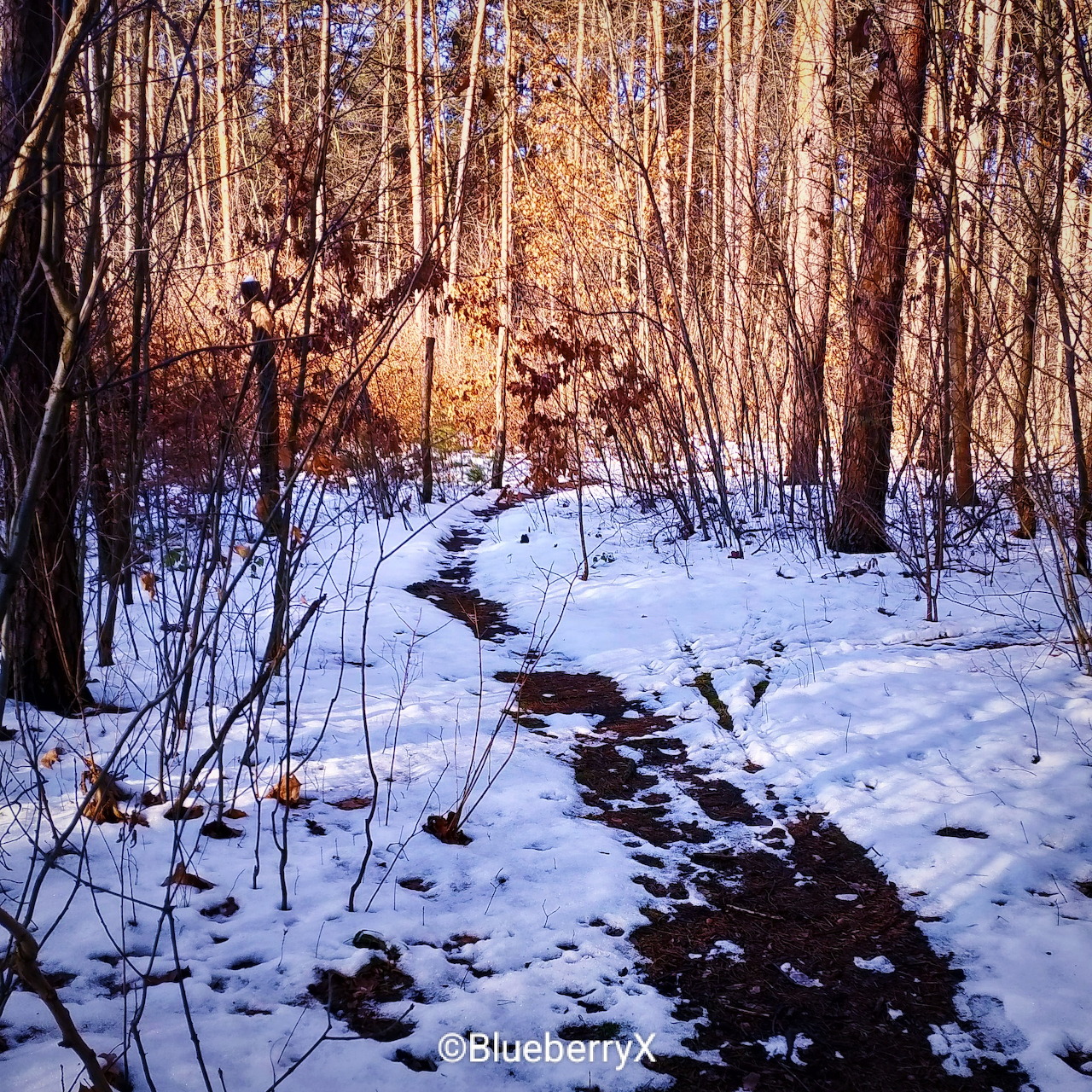 Snowy path through a leafless forest with sunlight on the trees