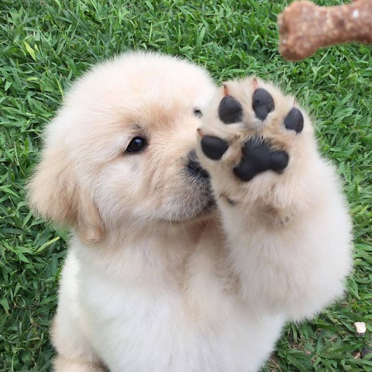 Golden Retriever Puppy Paw