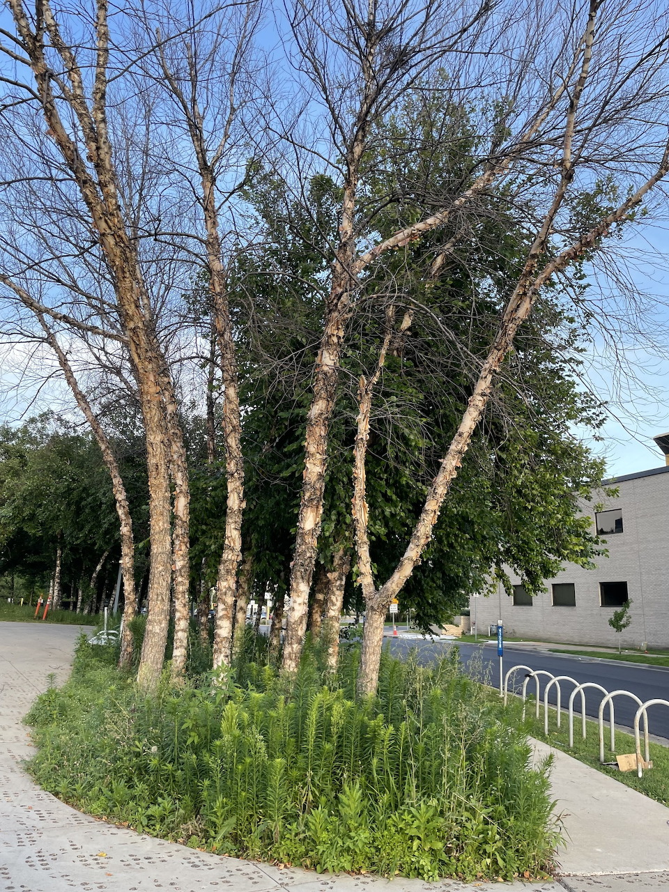 Cluster of bare trees with green undergrowth along a paved urban path, building and bike rack in background
