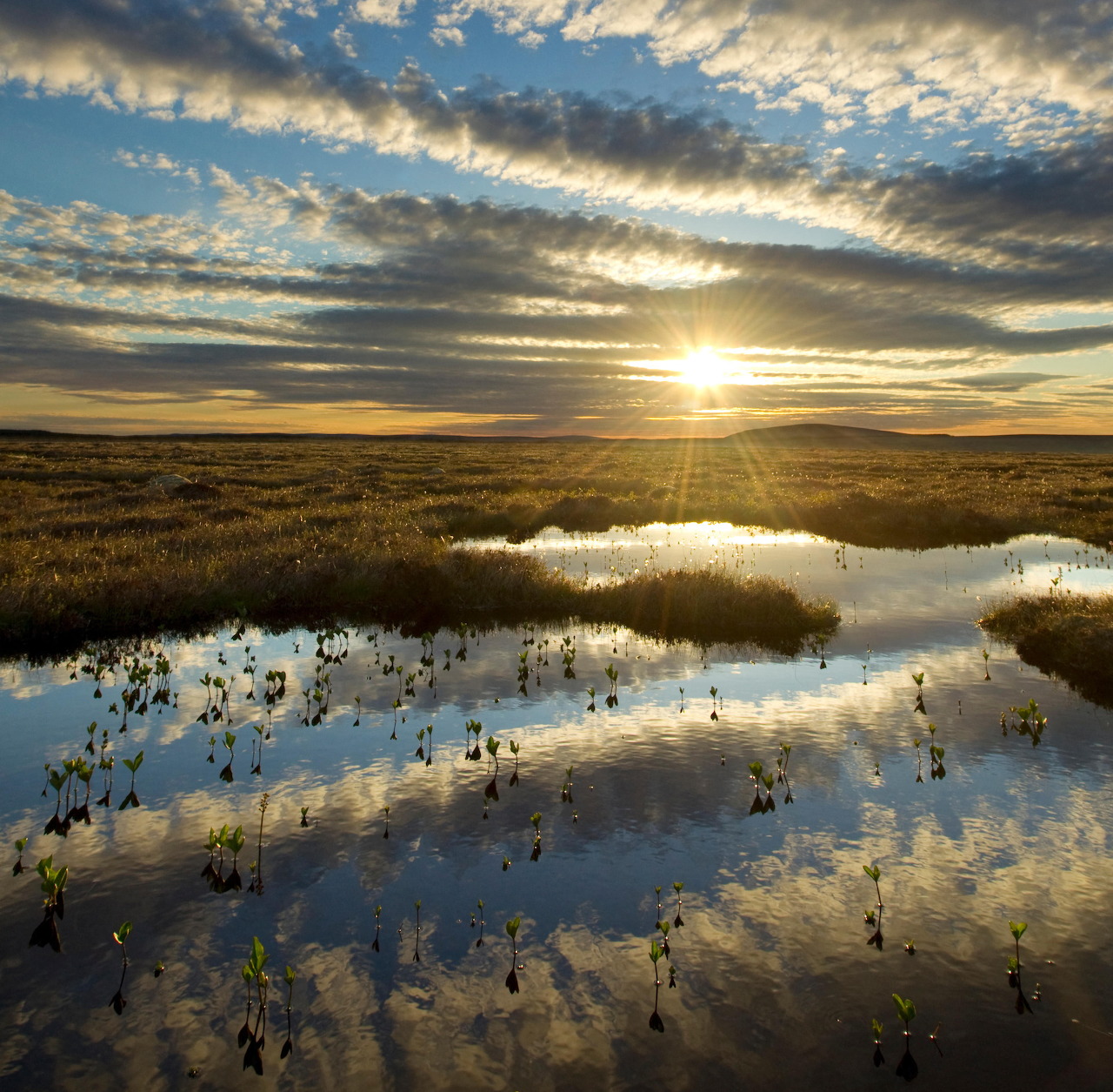 Sunset over Scottish bogland with reflective pools and streaked clouds