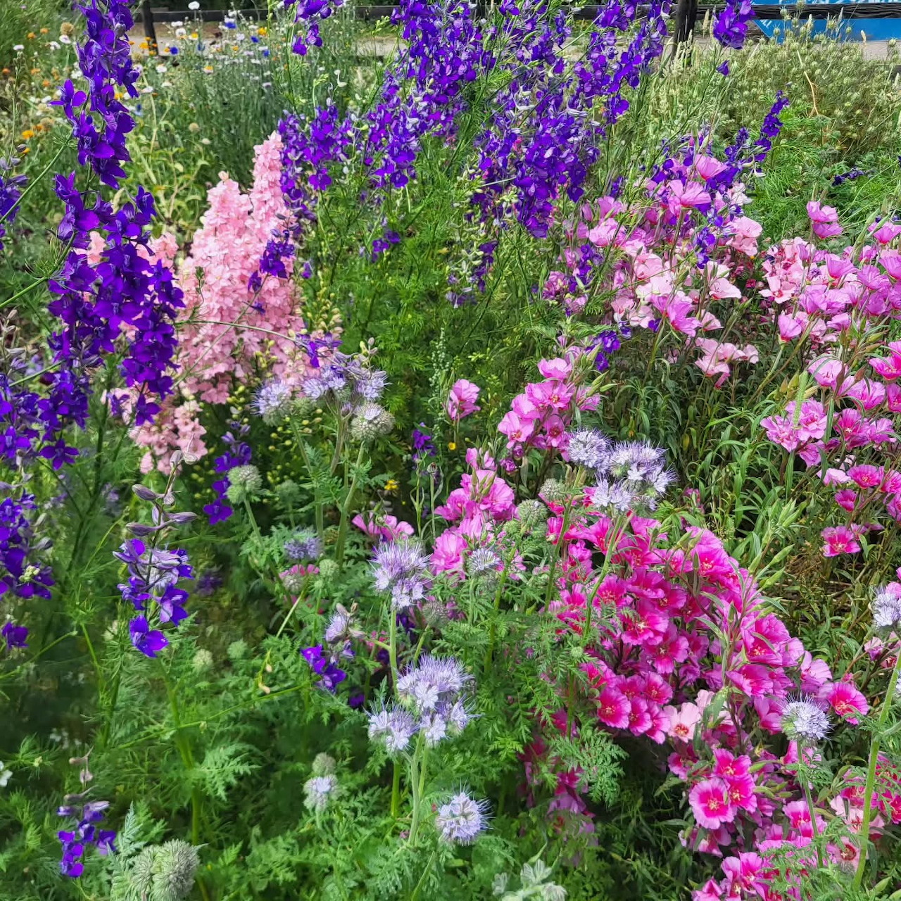 Colorful garden with purple larkspur, pink snapdragons, and white flowers in green foliage