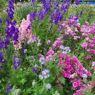 Mixed Garden Flowers