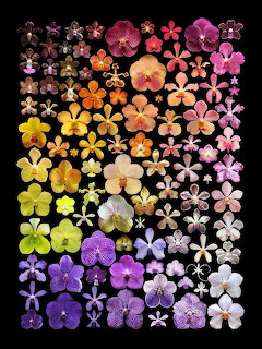 Rows of pressed orchid flowers arranged in rainbow gradient from orange to purple on black background