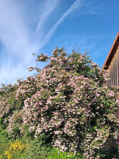 Large pink flowering bush beside a rustic house under a blue sky