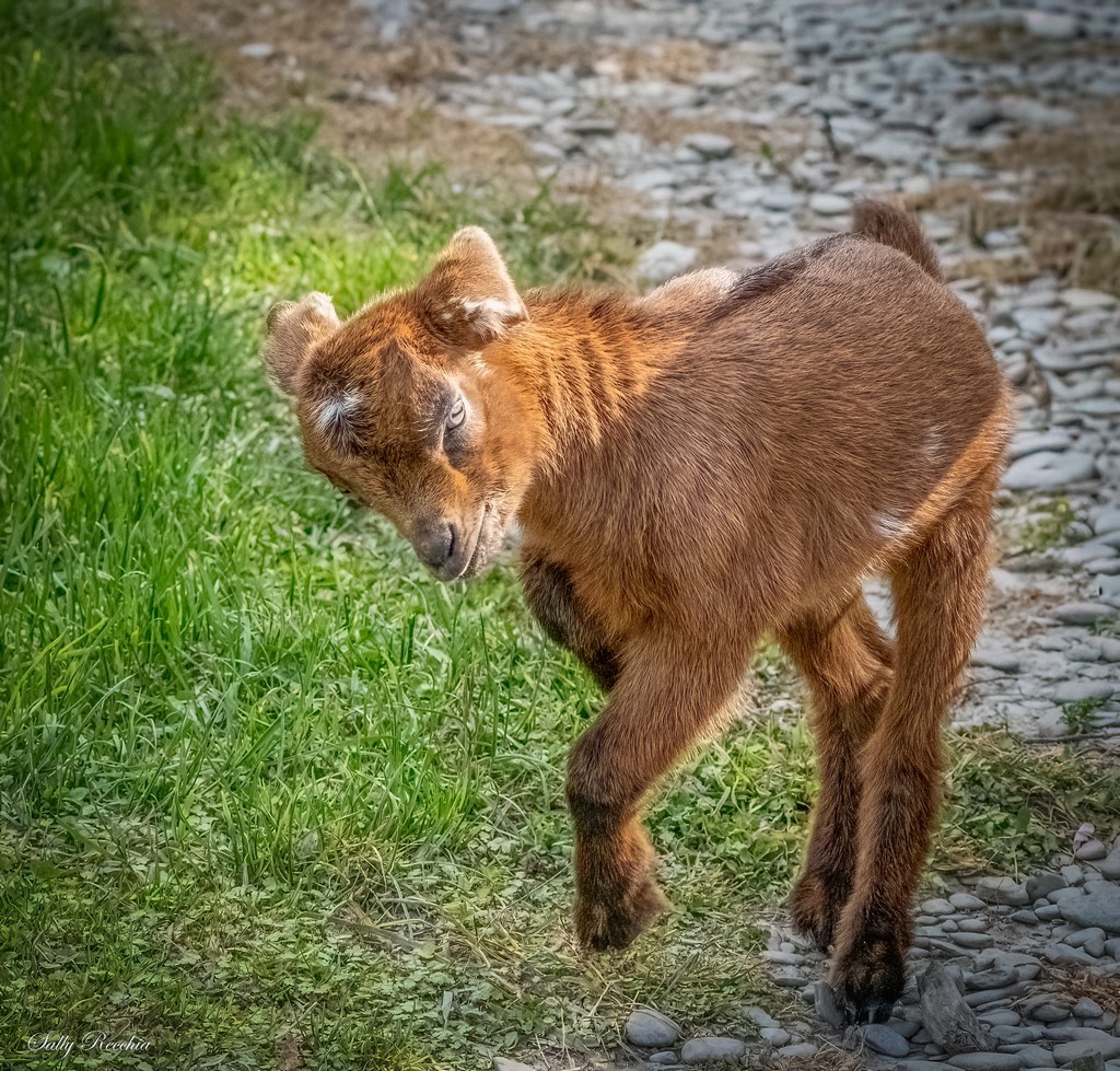 Young brown goat standing on a rocky path beside green grass