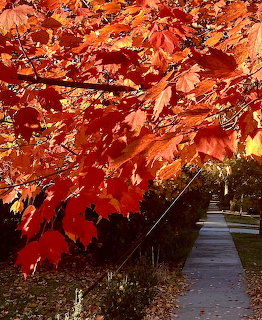 Sidewalk path beneath glowing red and orange maple tree branches in autumn
