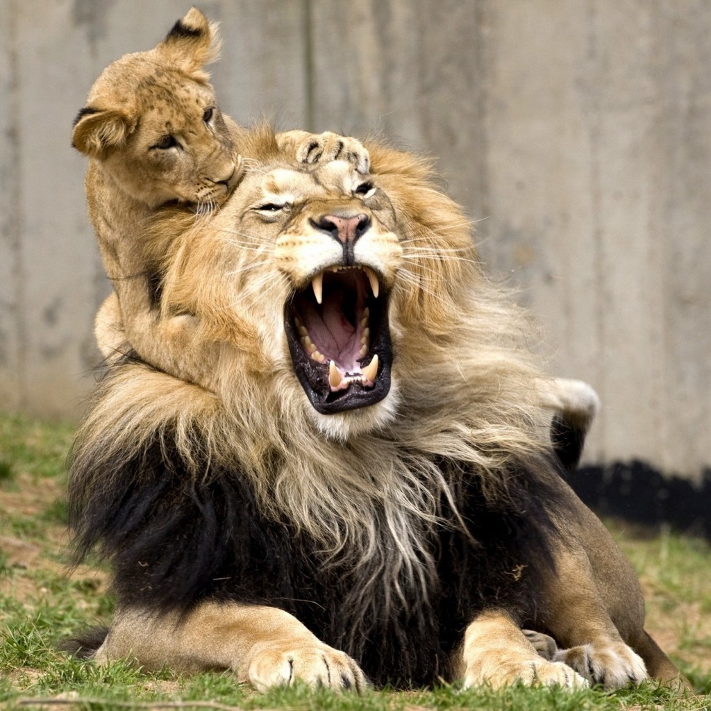 Young lion cub playfully climbing on back of roaring adult lion with full mane in outdoor setting