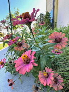 Pink zinnia flowers blooming in outdoor garden planter with green leaves