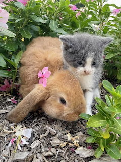 Precious Bunny & Kitten