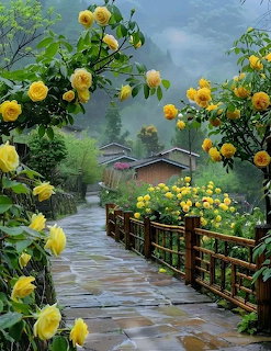 Stone garden path with yellow rose bushes on both sides leading to houses in a misty mountain village