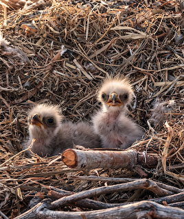 Two fluffy baby birds sitting in a nest made of twigs and dry grass