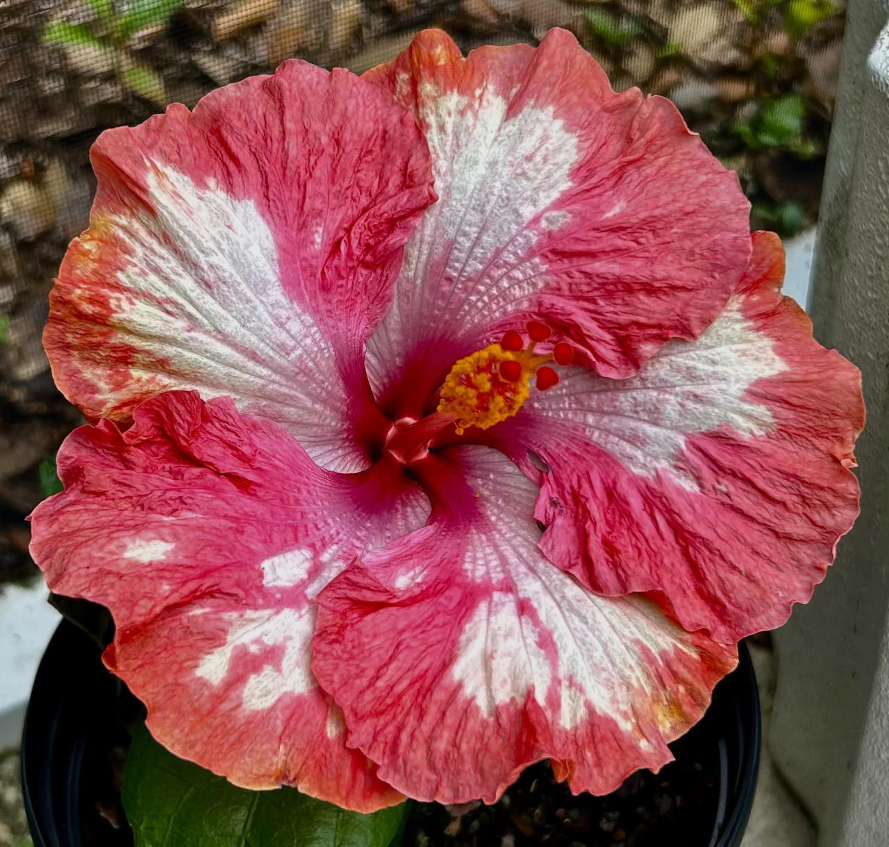 Pink Hibiscus Flower