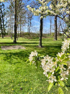 White spring blossoms on branches with green grass and trees in sunny park