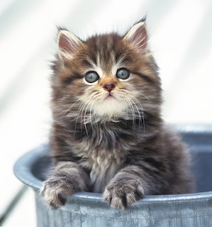 Fluffy gray tabby kitten with blue eyes sitting in a metal bucket looking up