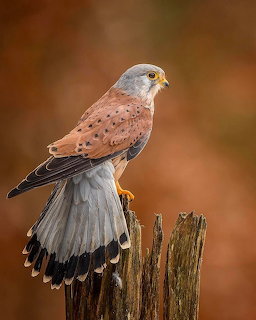 Common kestrel bird perched on an old wooden post with warm brown bokeh background