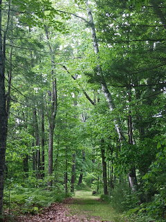 Woodland Path in Summer