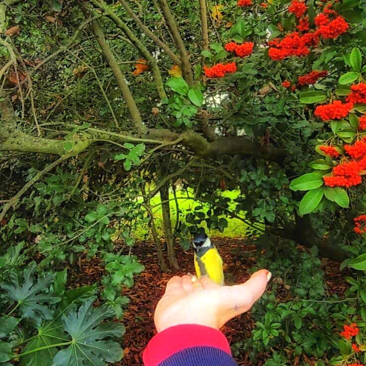 Small yellow and black bird perched on a person's hand in a garden with red flowers