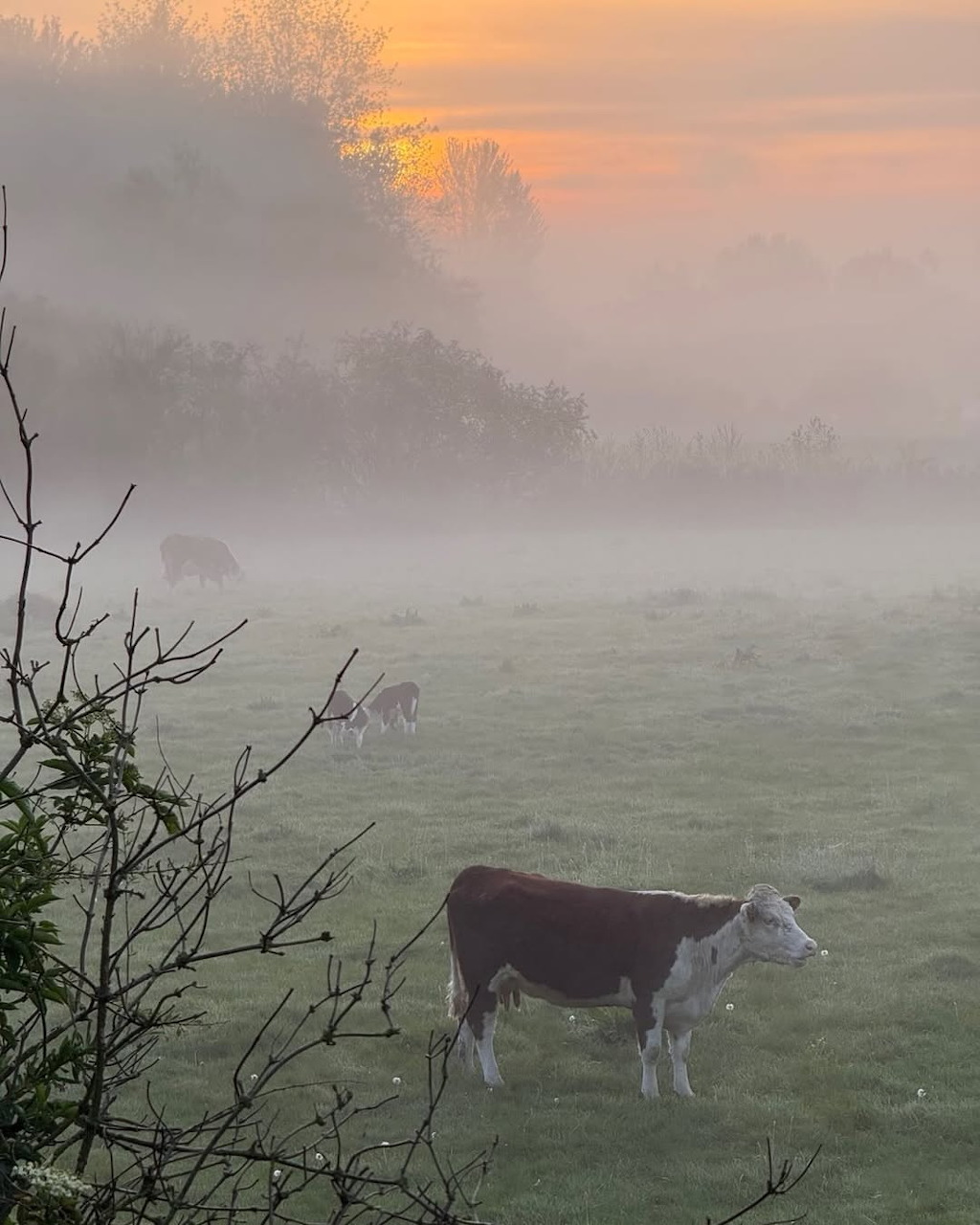 Cow in Misty Field