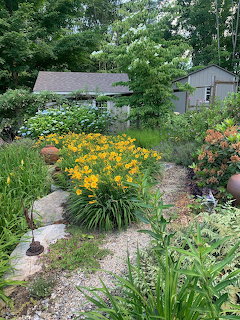 Gravel garden path lined with orange daylilies and flowering plants leading to a cottage