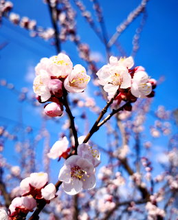 White and pink cherry blossom flowers against blue sky