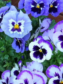 Close-up of purple, blue, and white pansy flowers with dark centers in a spring garden