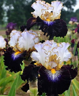 Close-up of white and deep purple bearded iris flowers with yellow centers in a garden