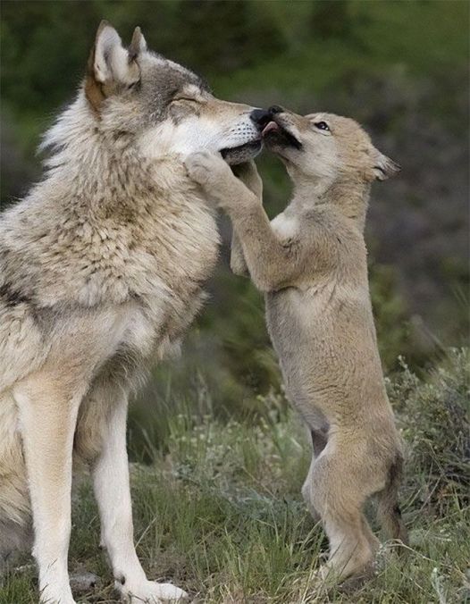 Wolf pup standing on hind legs nuzzling an adult wolf's muzzle outdoors