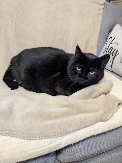 Black Cat on Chair