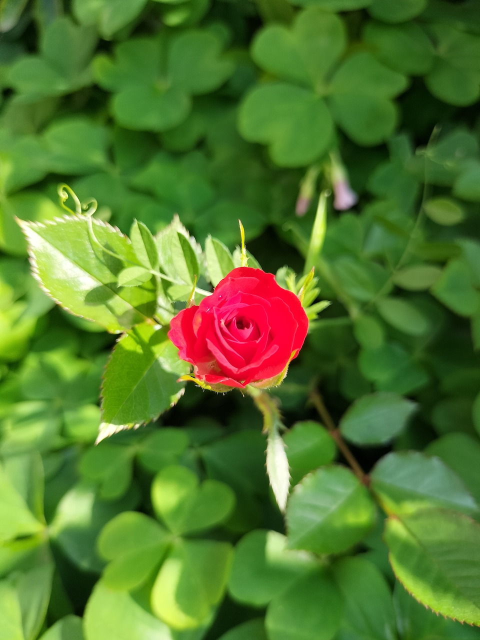 Red Rose in Garden